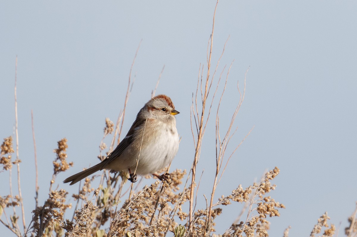 Baumammer - ML648845536