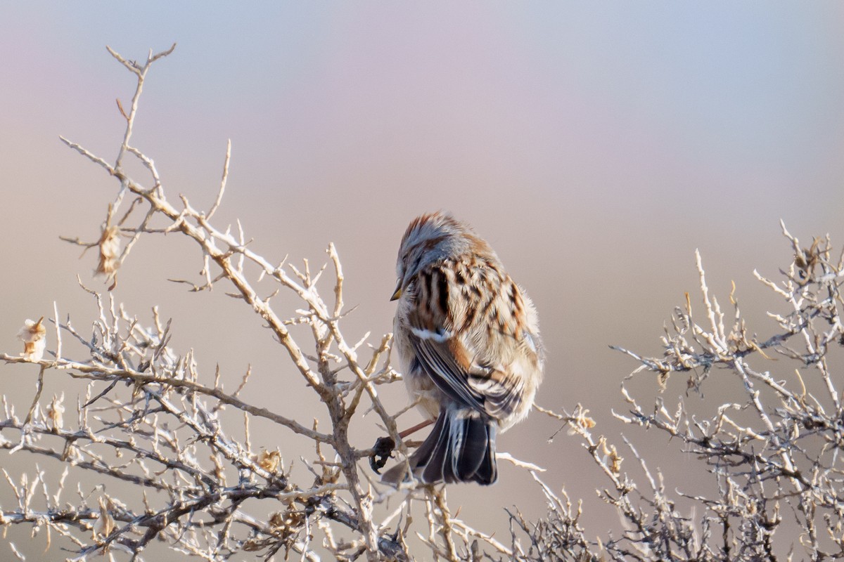 Baumammer - ML648845537