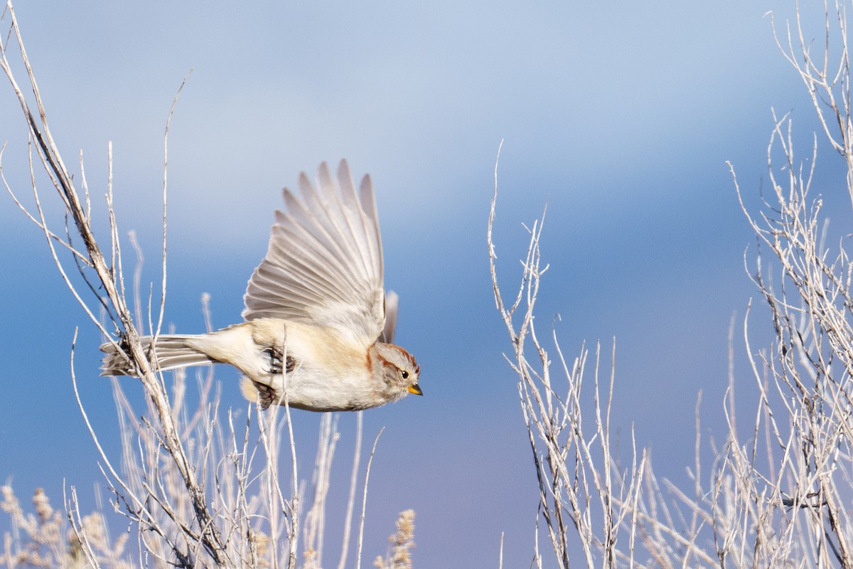 Baumammer - ML648845538