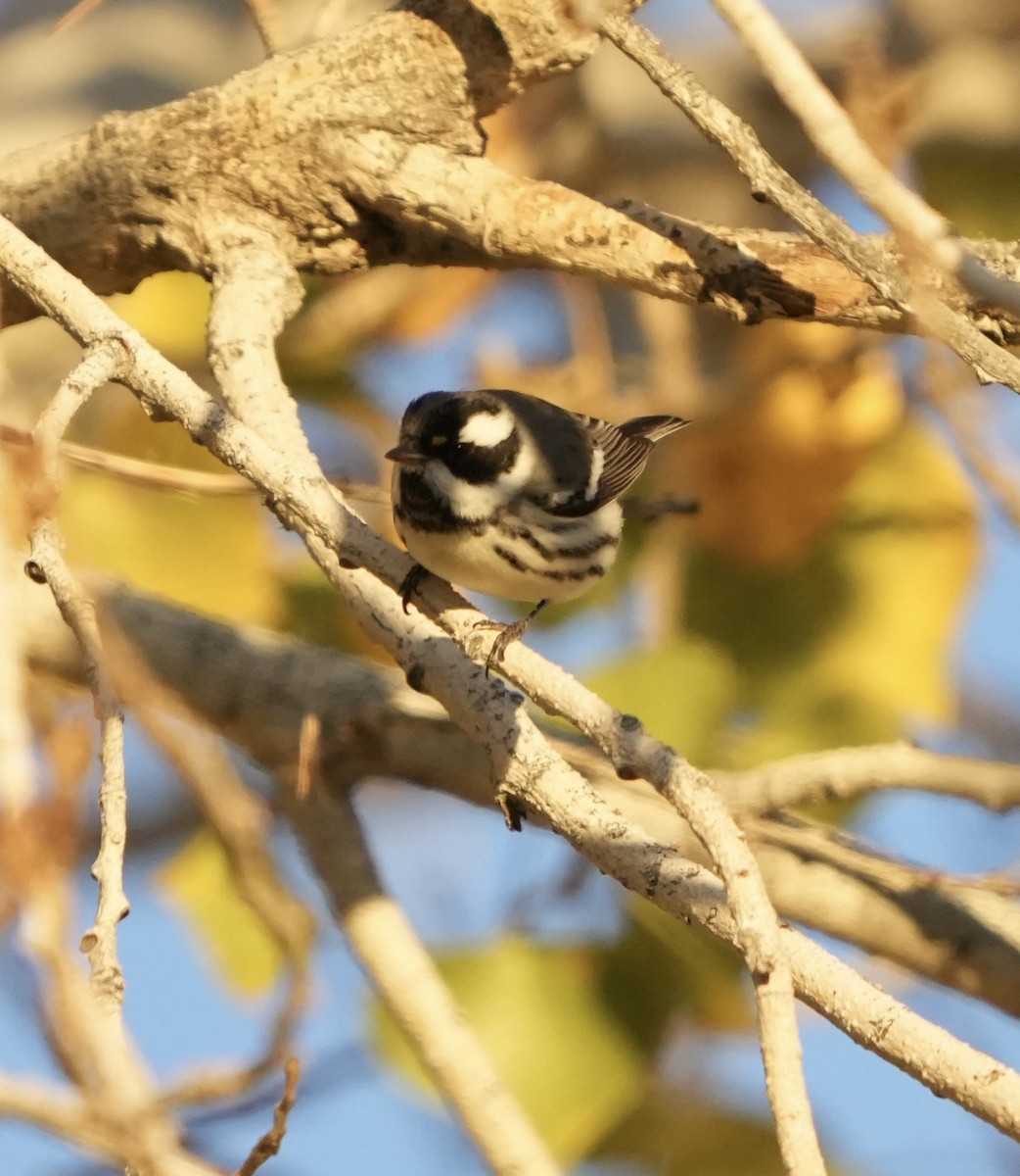 Trauerwaldsänger - ML648845539