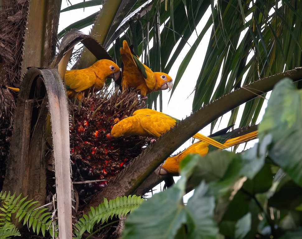 Goldsittich - ML648845540