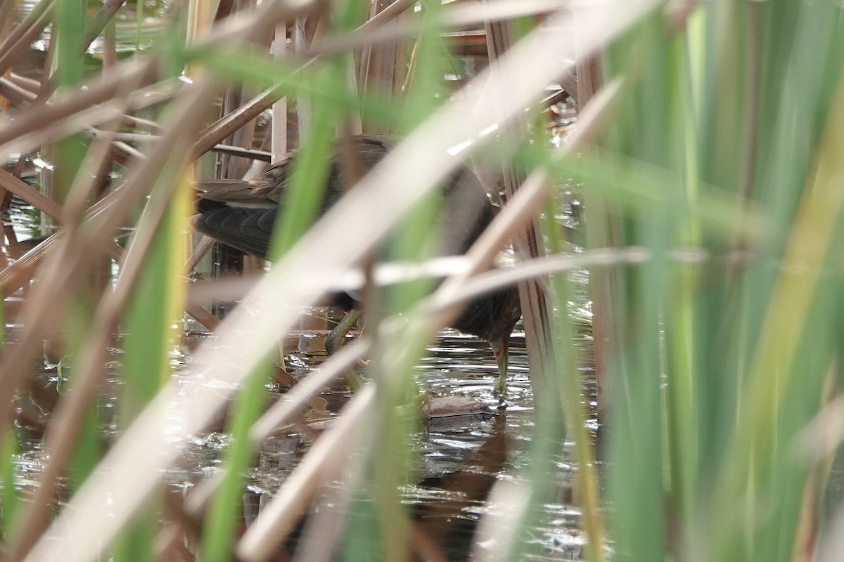 Zwergsultanshuhn - ML648845542