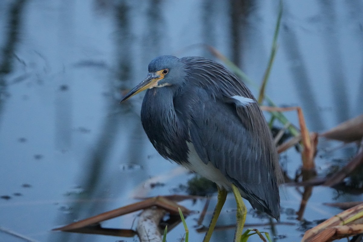 Dreifarbenreiher - ML648845543