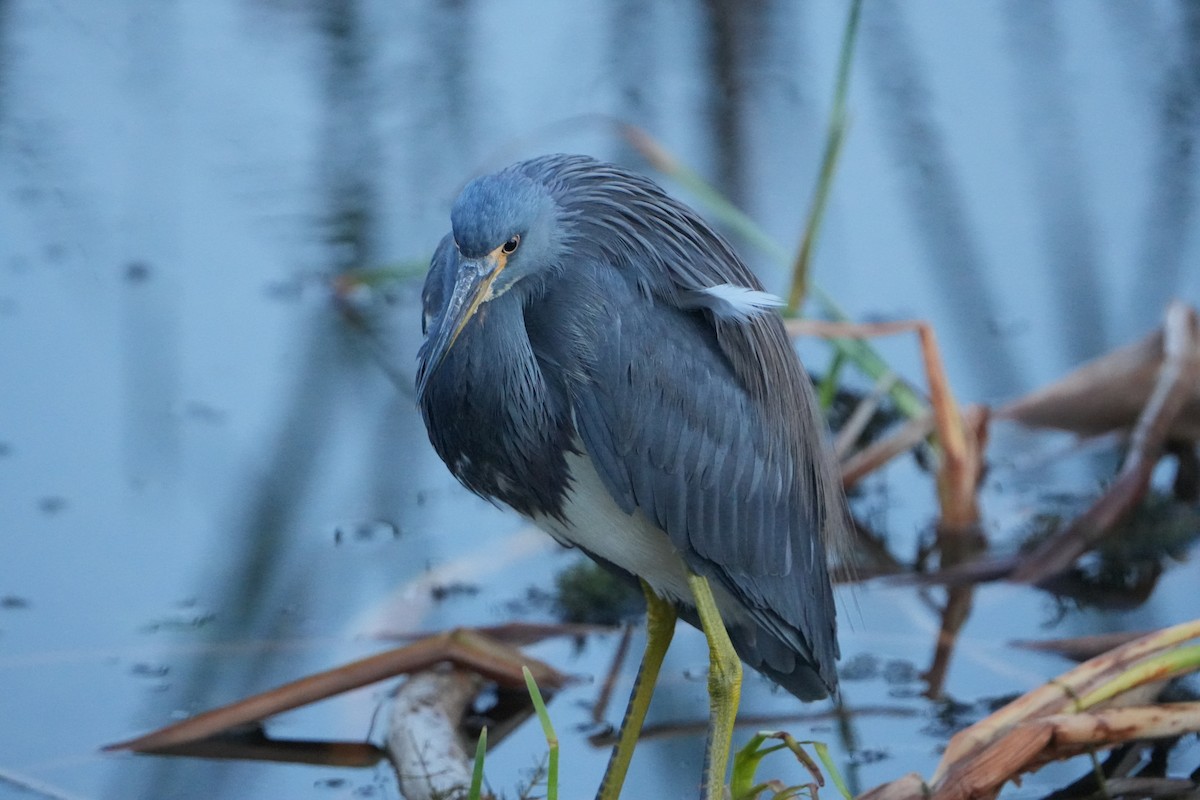 Dreifarbenreiher - ML648845544