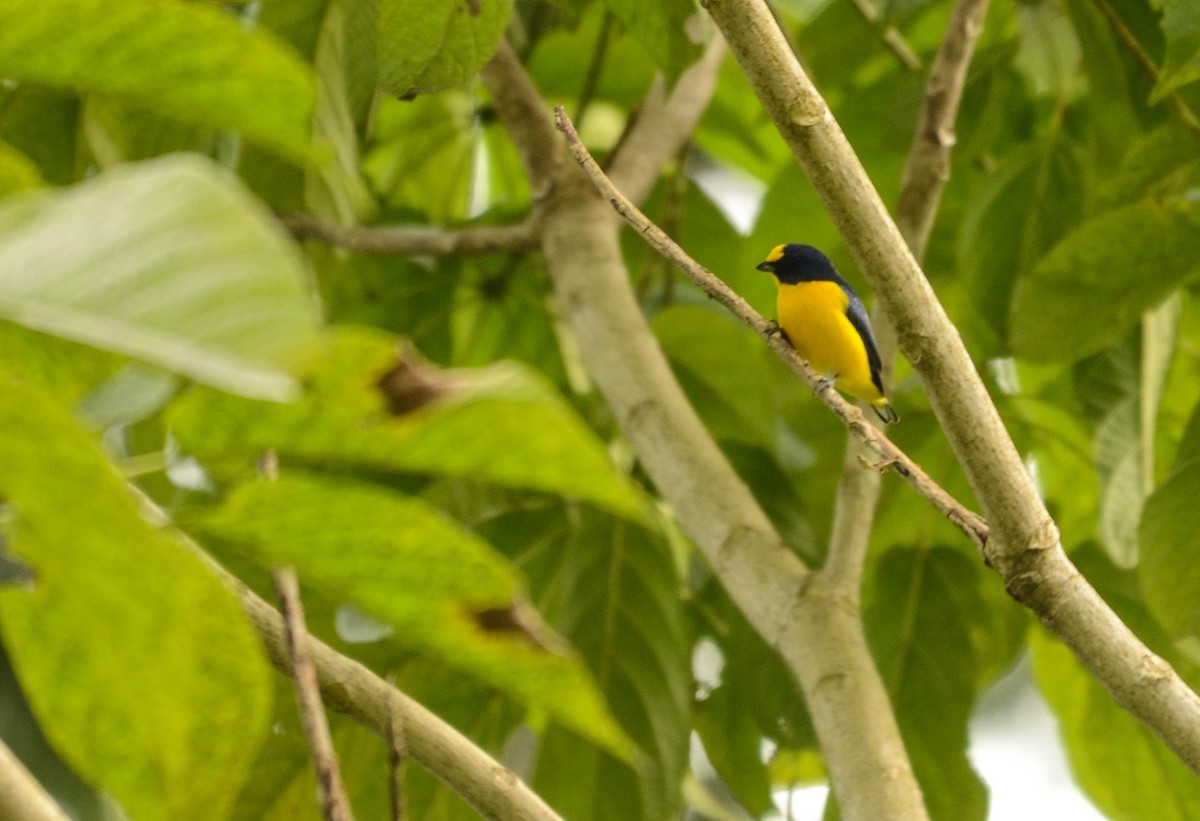 Buschorganist - ML648845545