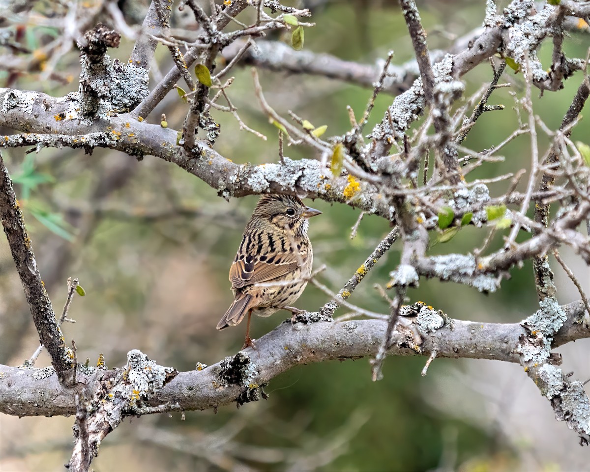 Lincolnammer - ML648845546