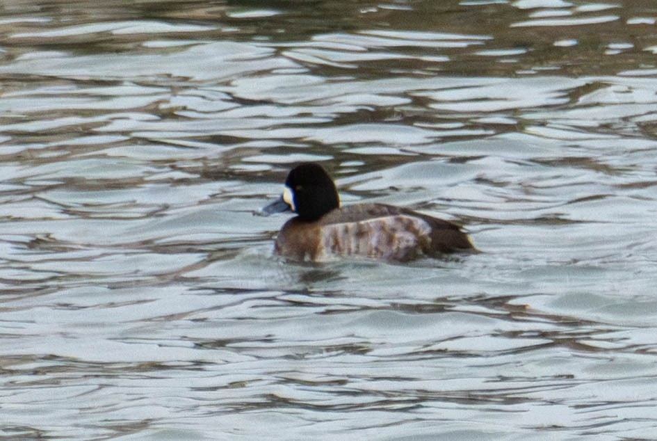 Kanadabergente - ML648845547