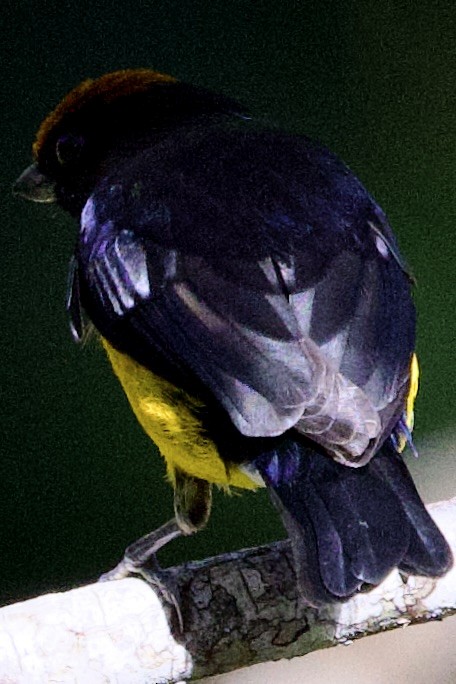 Braunscheitelorganist - ML648845548