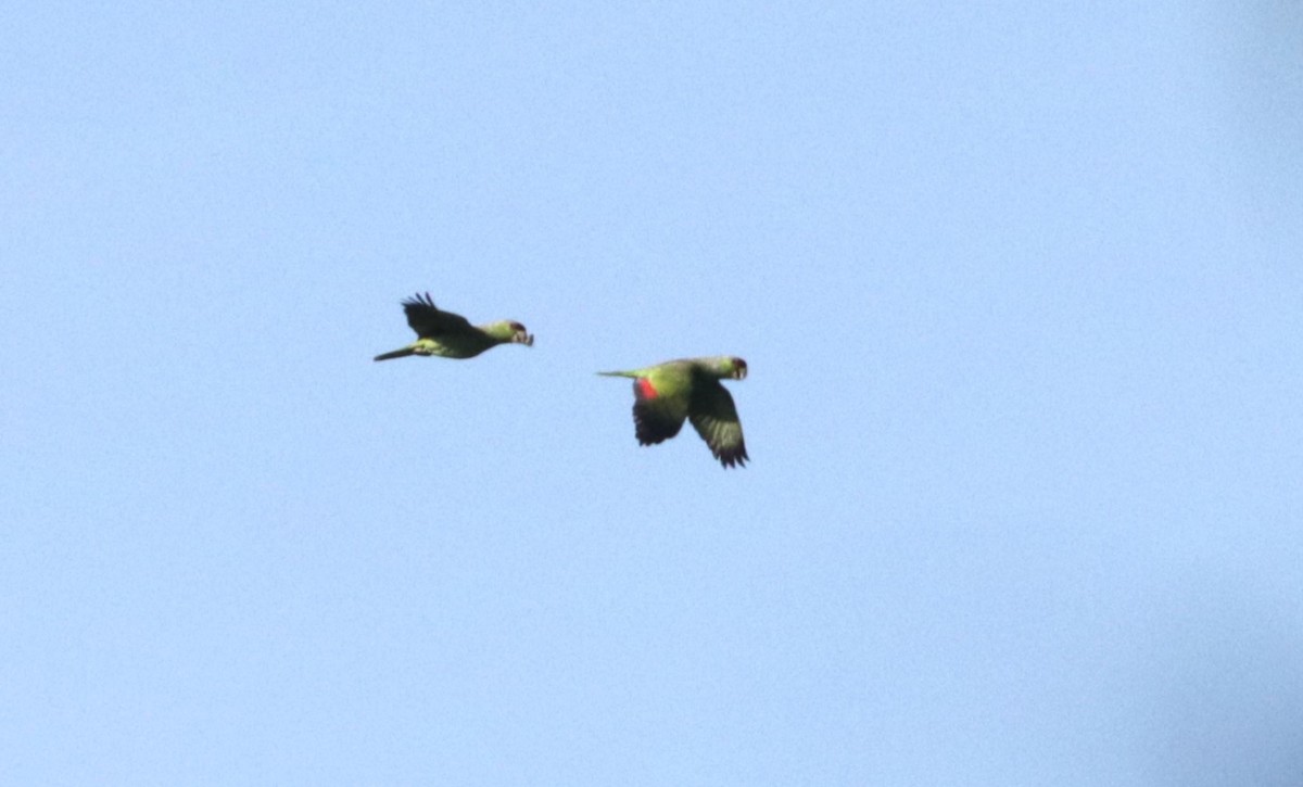 Lilac-crowned Amazon - ML648845549