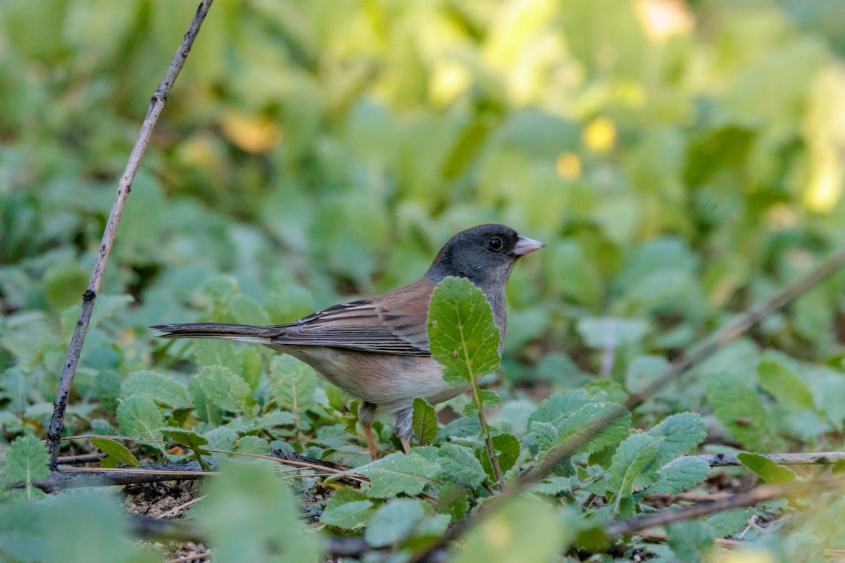 Winterammer - ML648845551