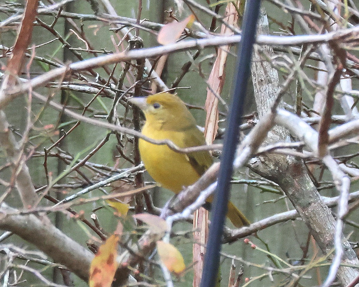 Sommerkardinal - ML648845552