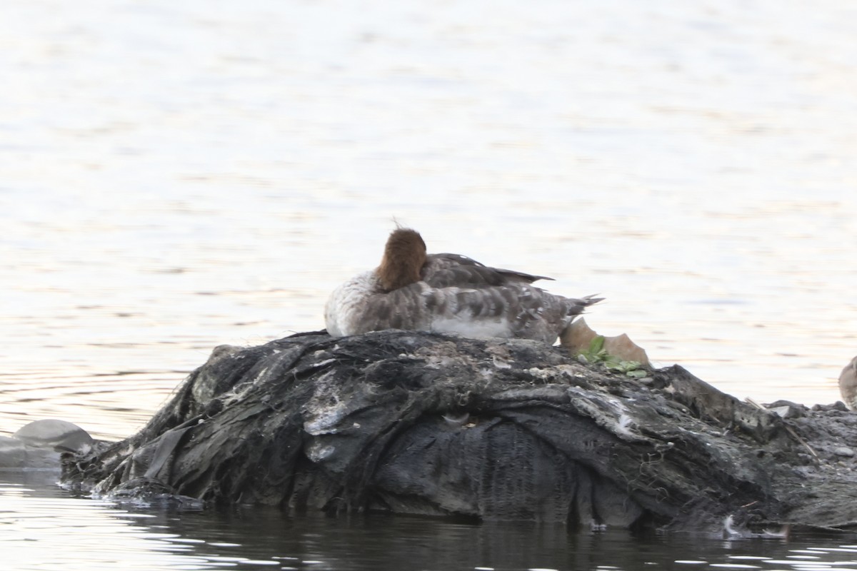 Mittelsäger - ML648845553