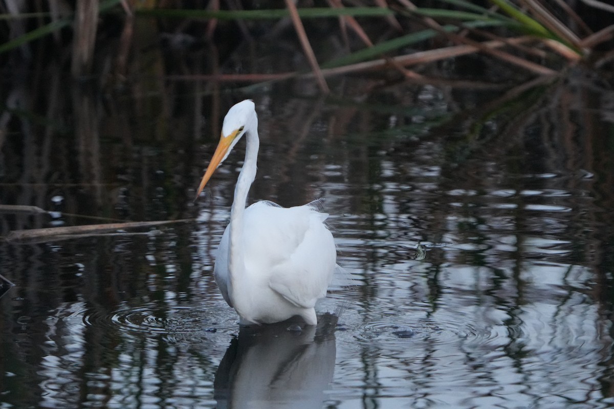 Silberreiher - ML648845554