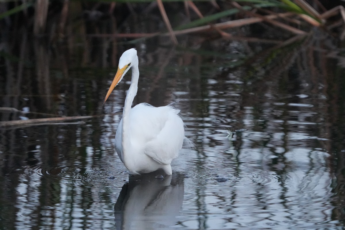 Silberreiher - ML648845555