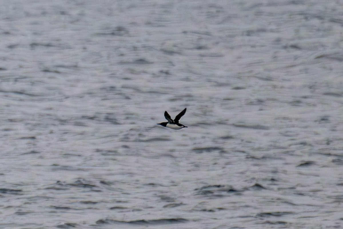 Trottellumme - ML648845558