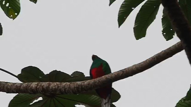 Quetzal Fúlgido - ML648845565