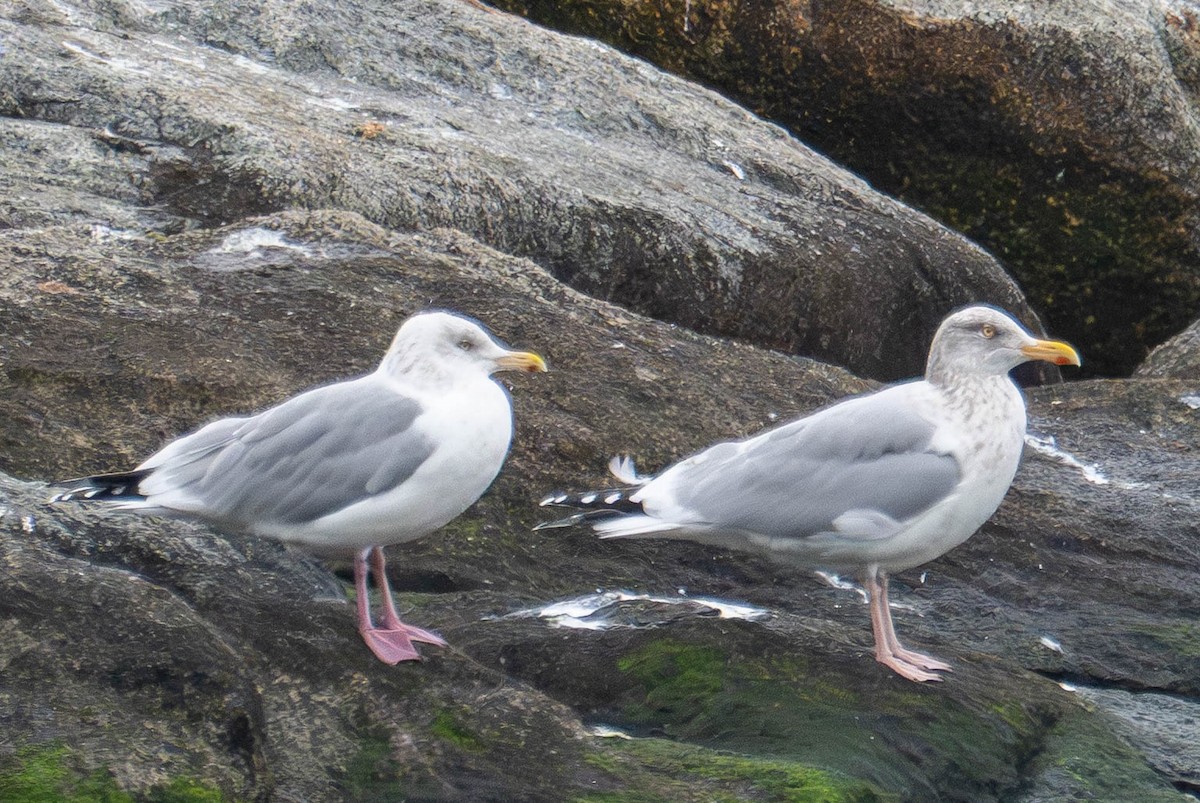 Kanadamöwe - ML648845573