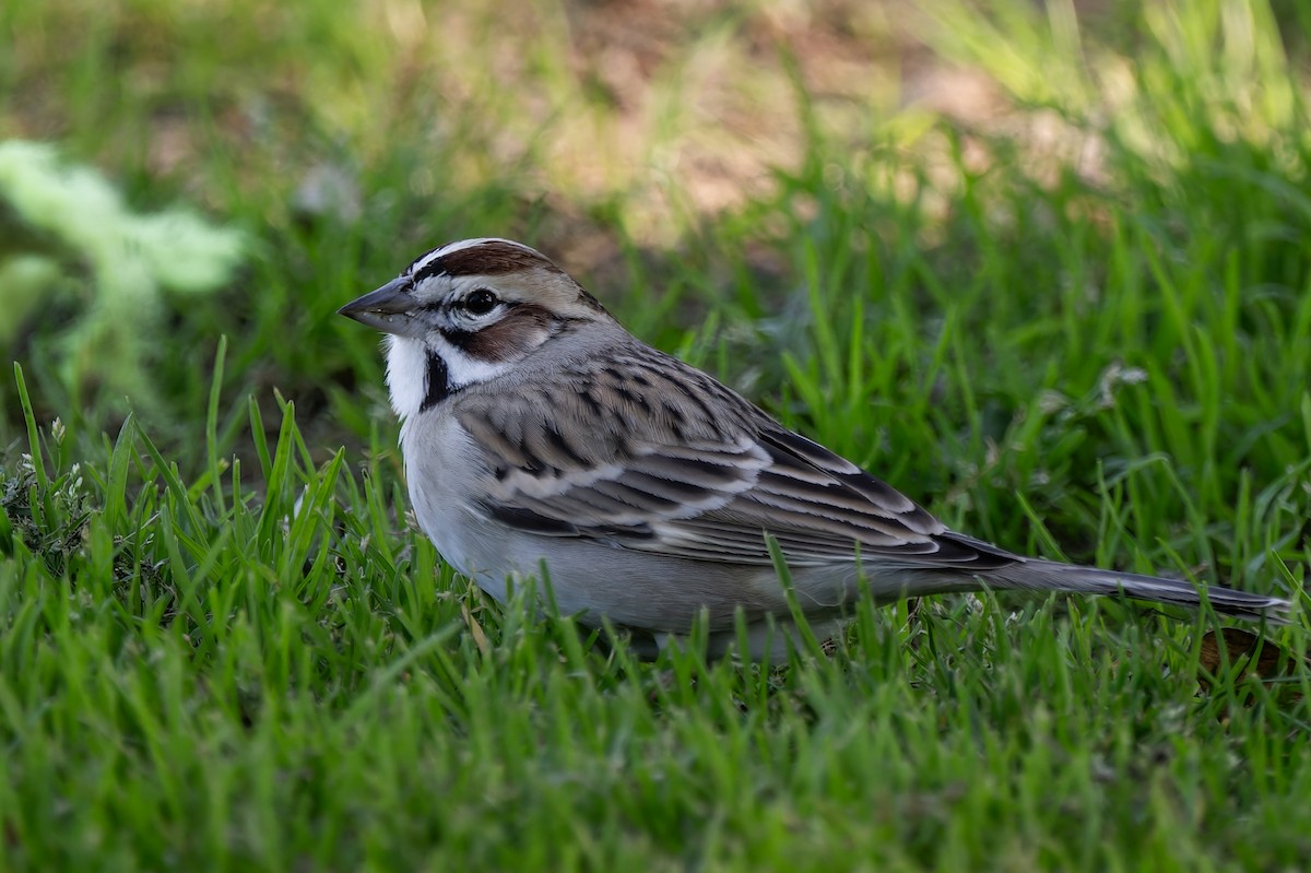 Rainammer - ML648845574