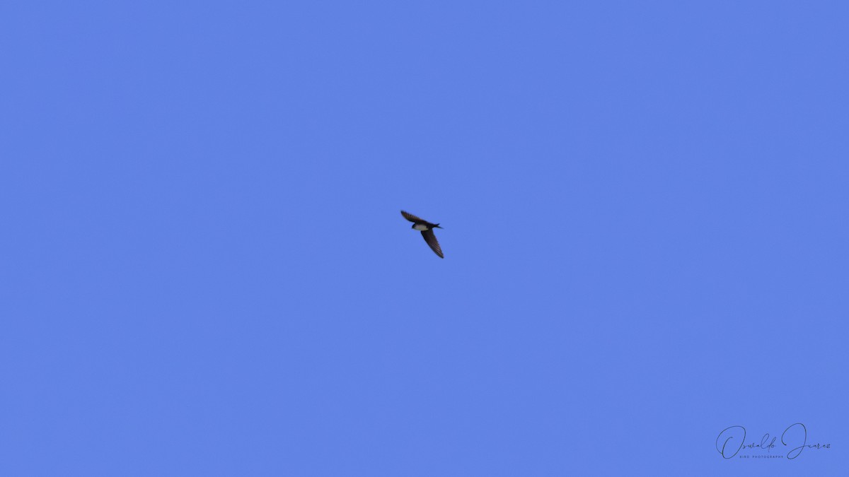 Kappenschwalbe - ML648845582