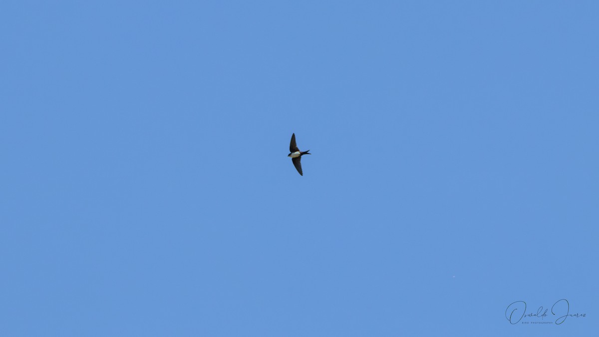 Kappenschwalbe - ML648845584