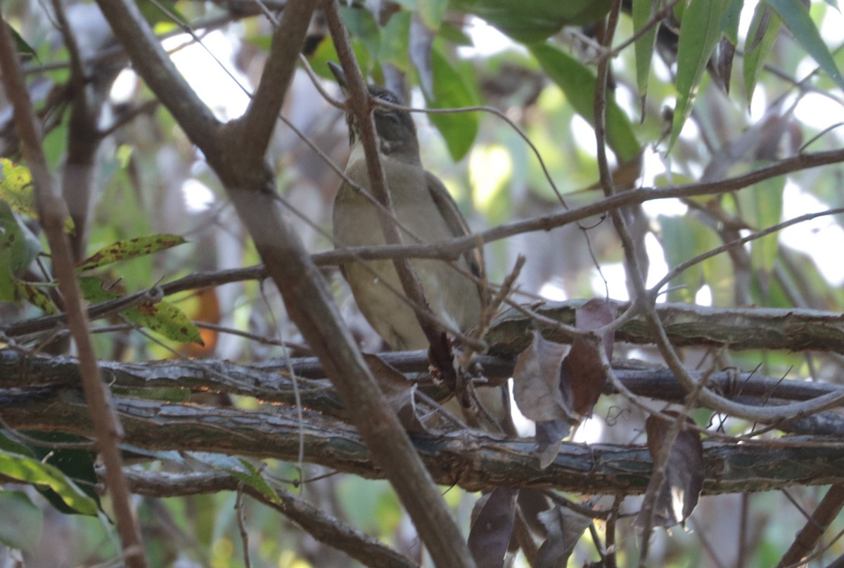 White-throated Thrush - ML648845591