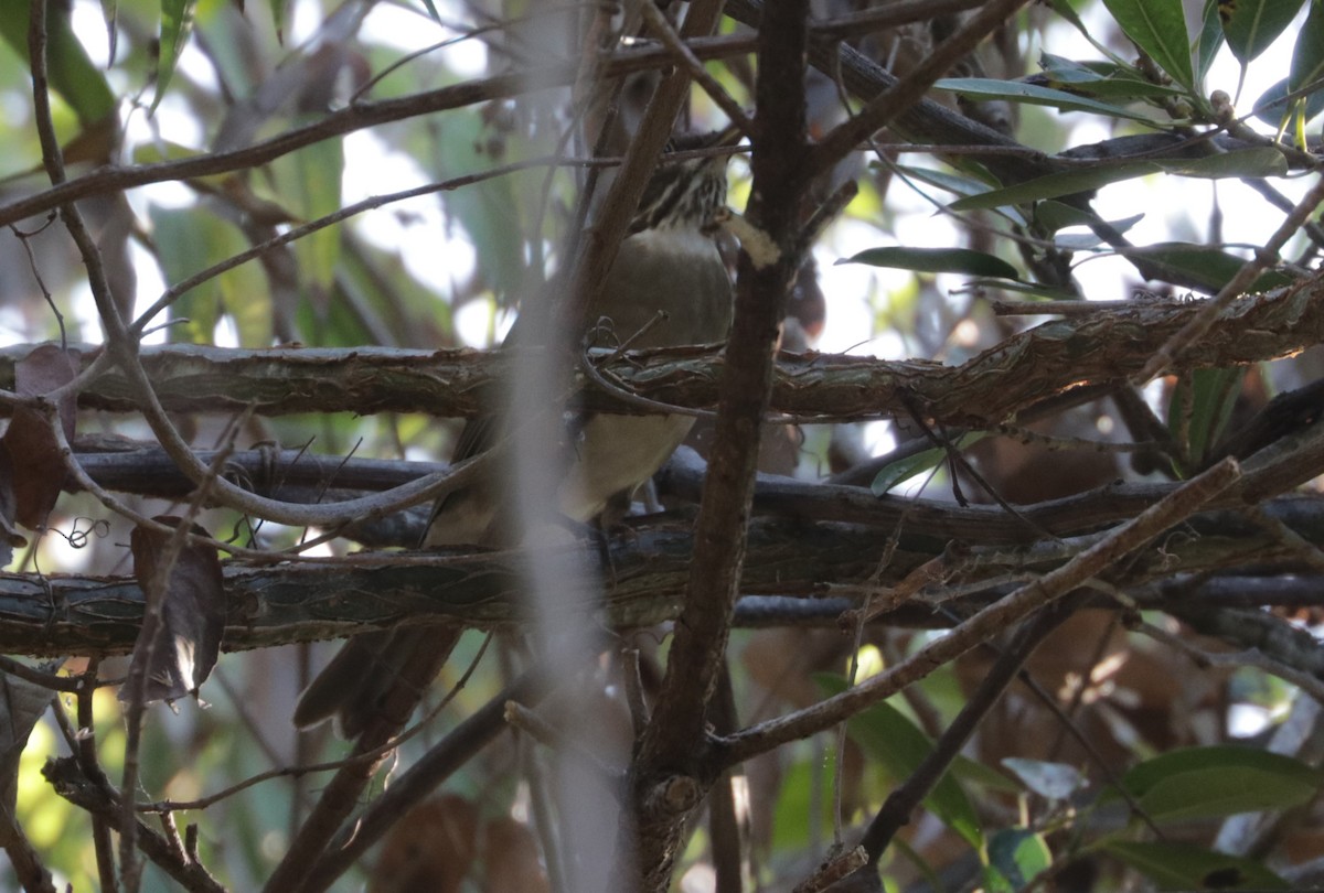 White-throated Thrush - ML648845592
