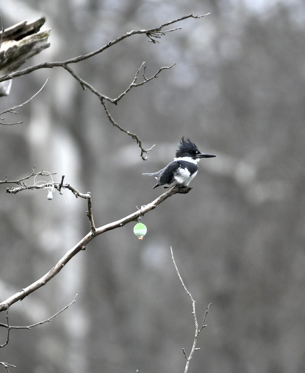 belteisfugl - ML648845598