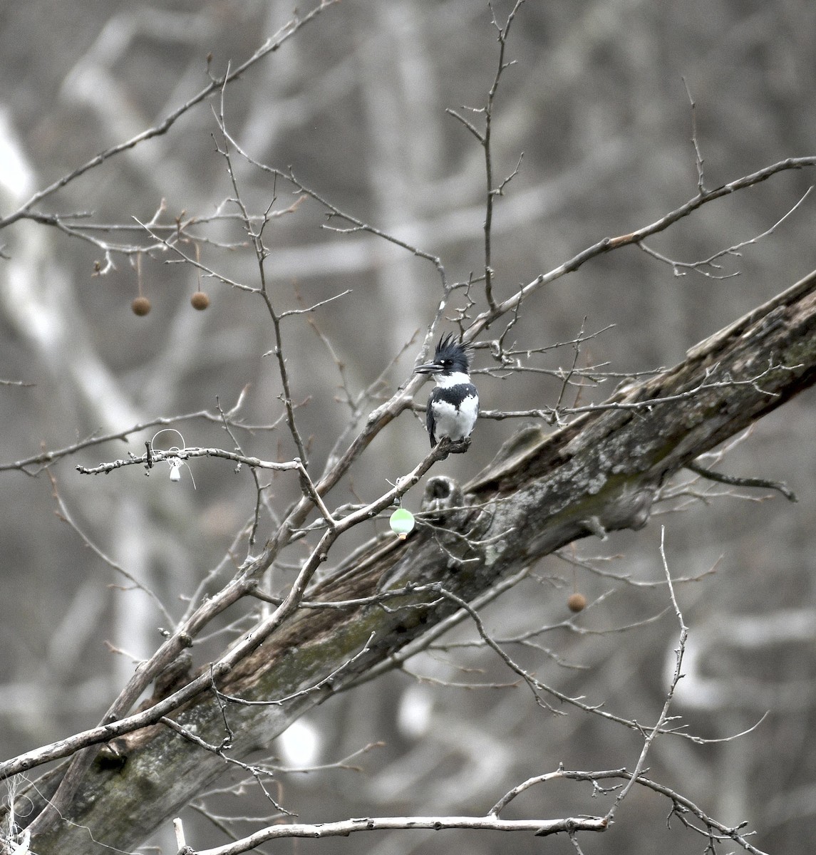 belteisfugl - ML648845599