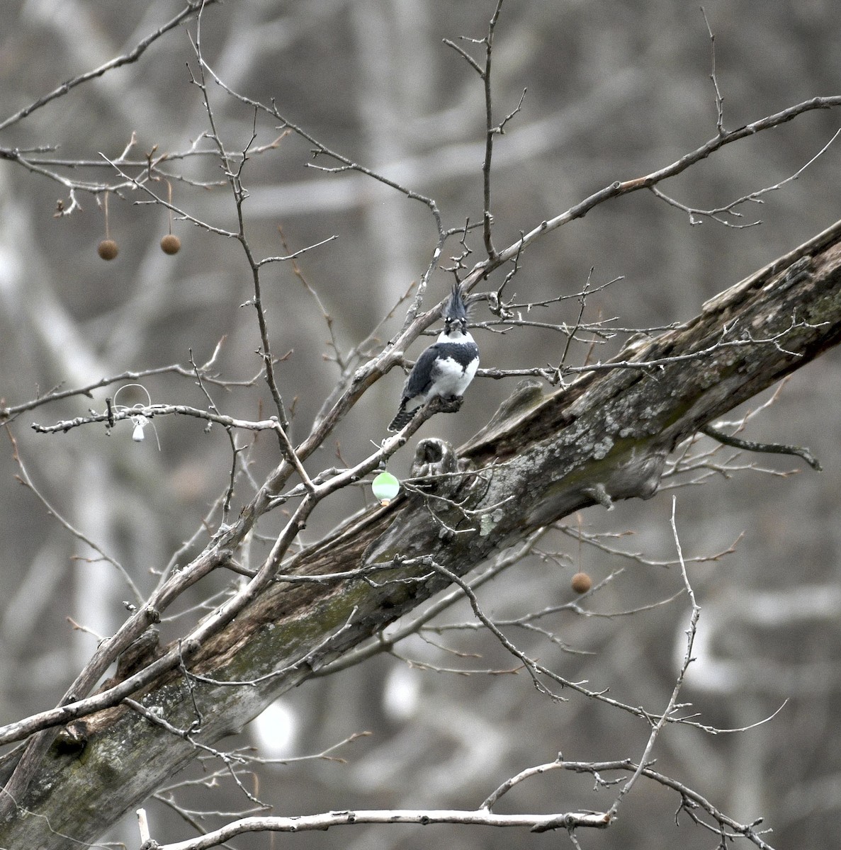 belteisfugl - ML648845602