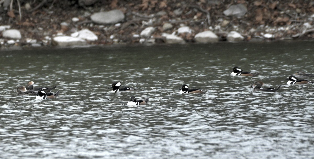 hjelmfiskand - ML648845606