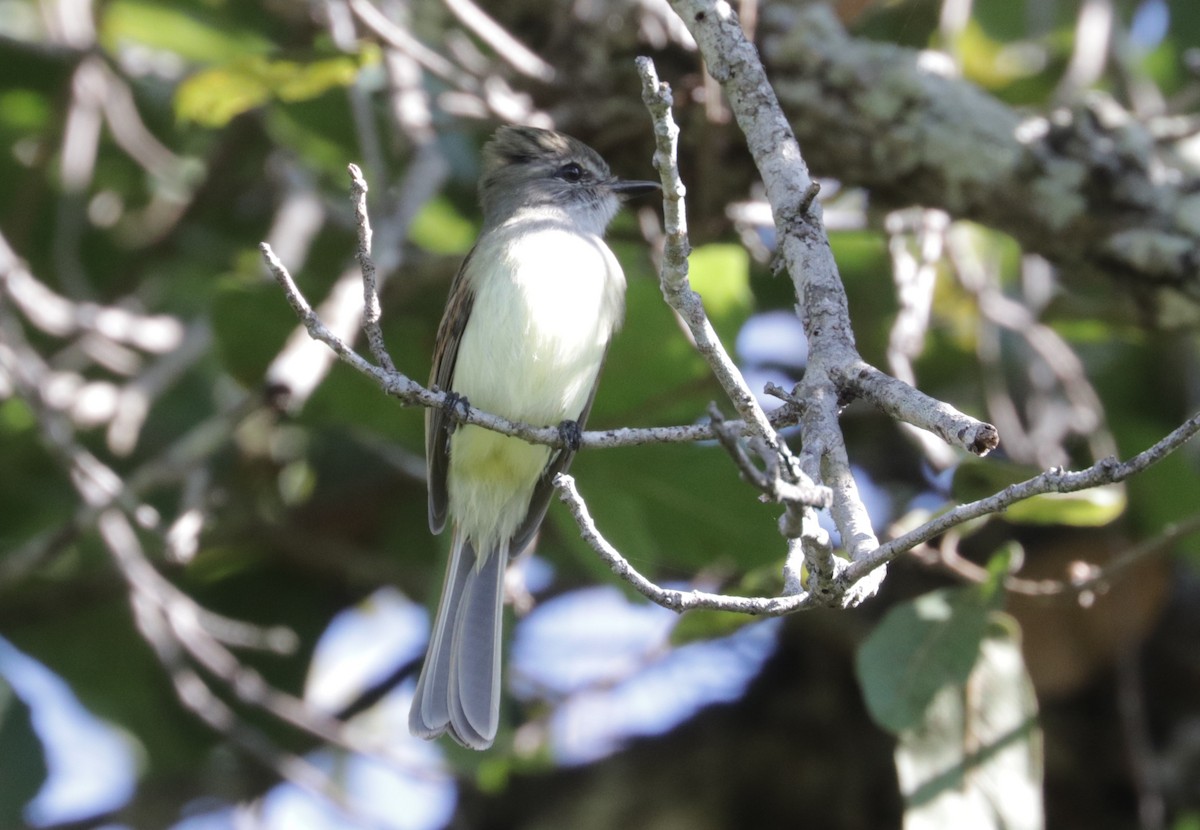 Flammulated Flycatcher - ML648845607