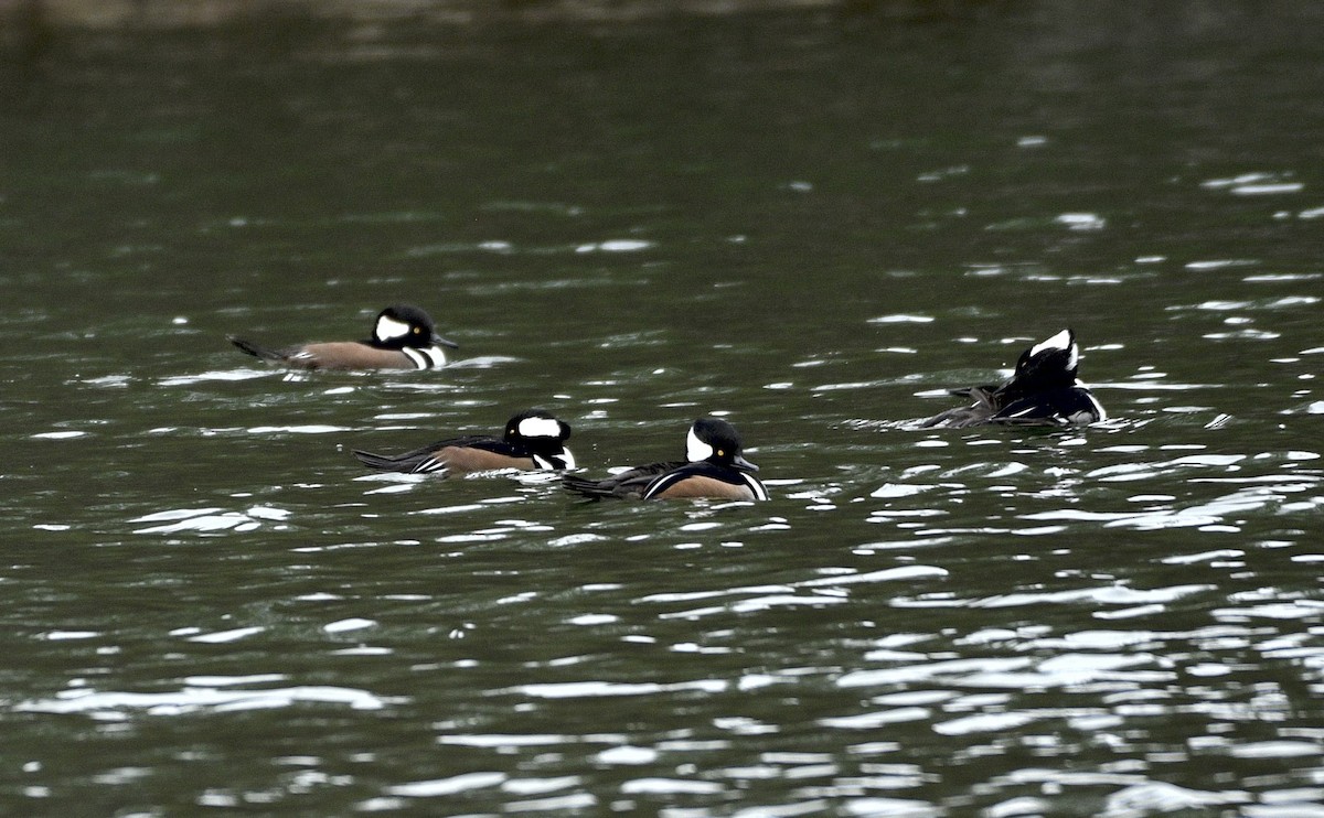 hjelmfiskand - ML648845608