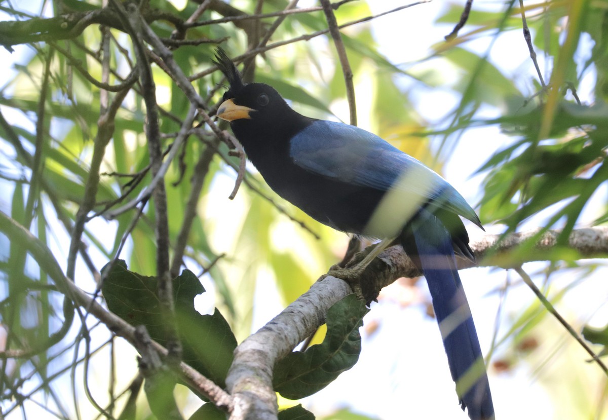 San Blas Jay - ML648845613