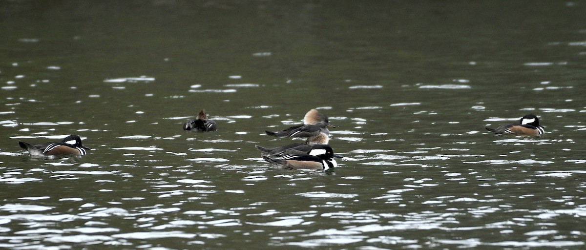 hjelmfiskand - ML648845617