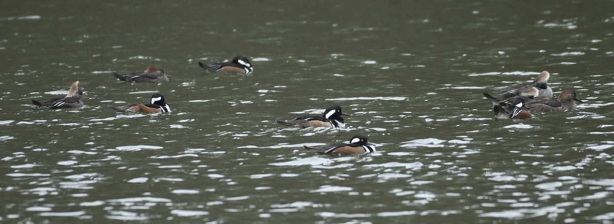 hjelmfiskand - ML648845622