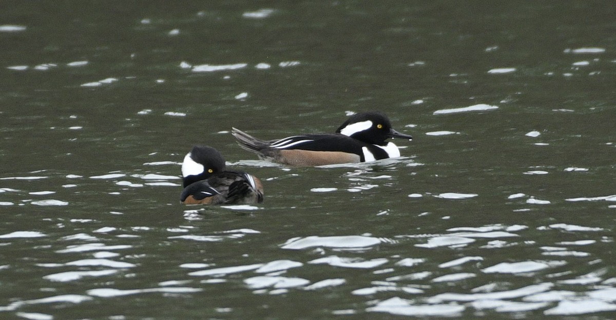 hjelmfiskand - ML648845630