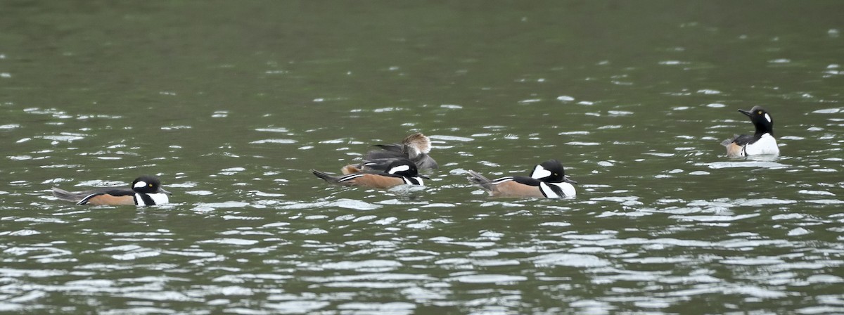 hjelmfiskand - ML648845631