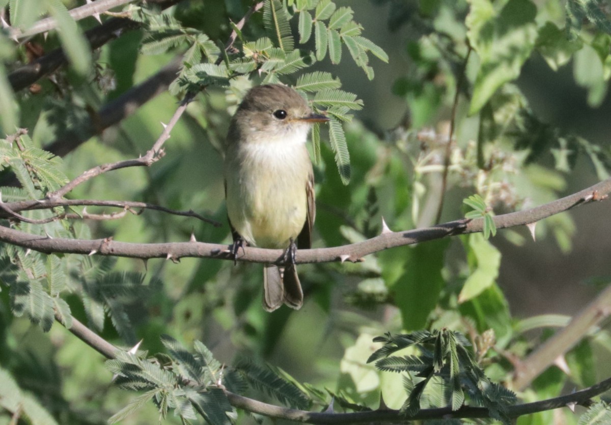 White-throated Flycatcher - ML648845647