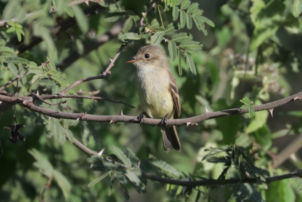 White-throated Flycatcher - ML648845648