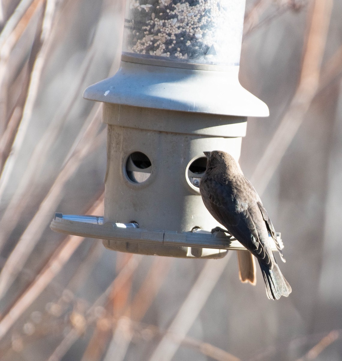 Braunkopf-Kuhstärling - ML648845700