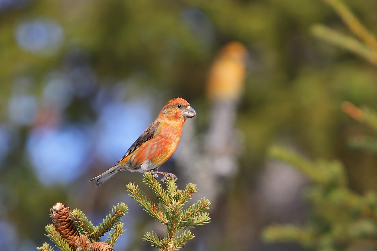 Parrot Crossbill - ML64884571