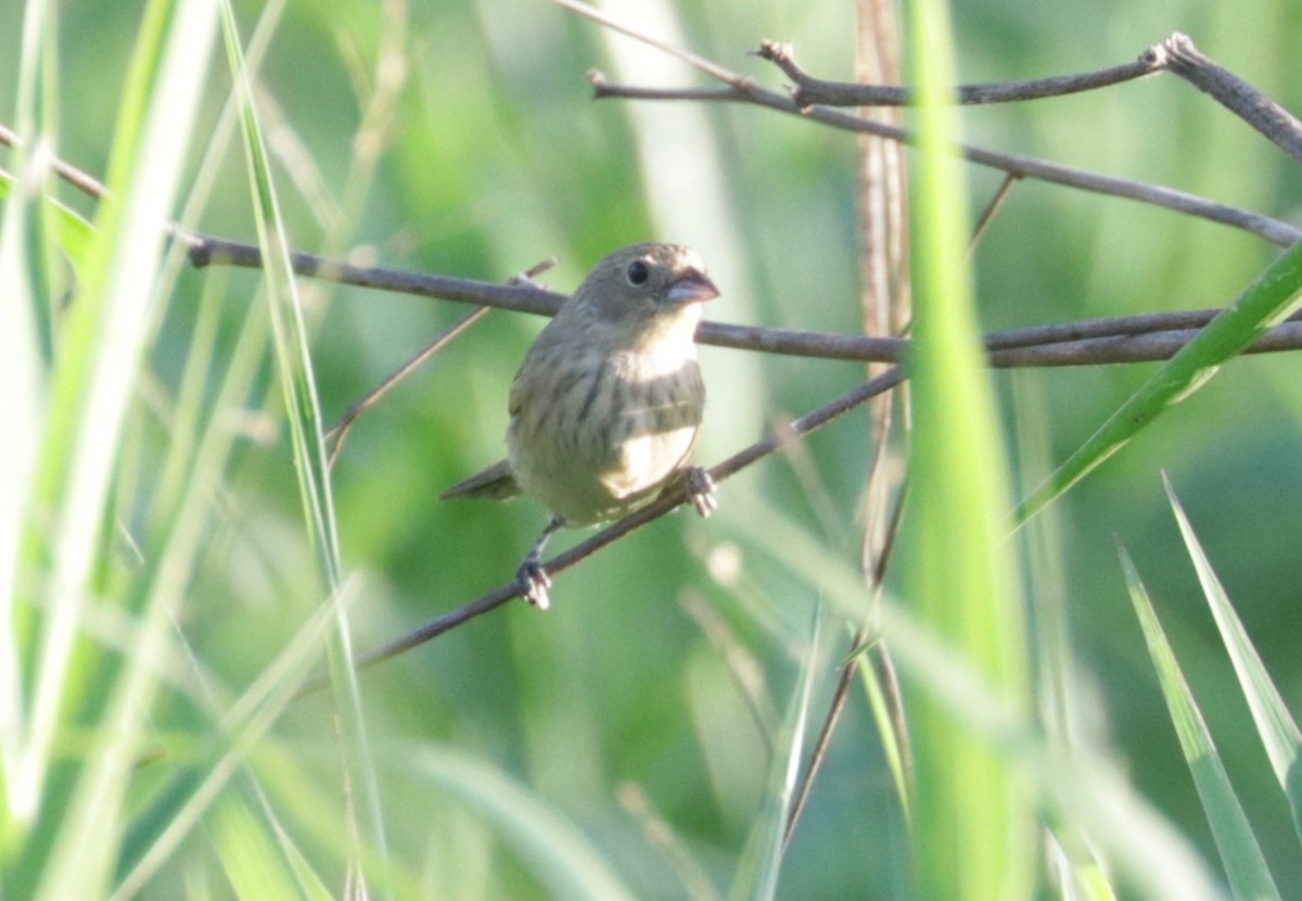 Blue-black Grassquit - ML648845751