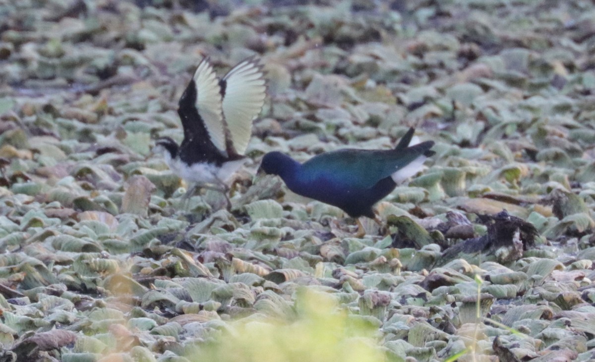 Purple Gallinule - ML648845767