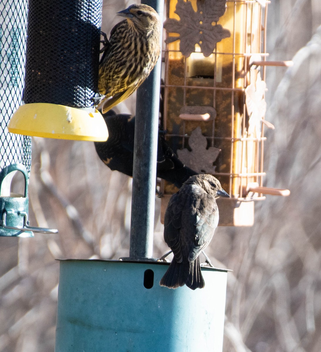 Braunkopf-Kuhstärling - ML648845774