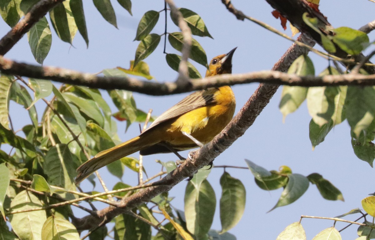 Black-vented Oriole - ML648845778