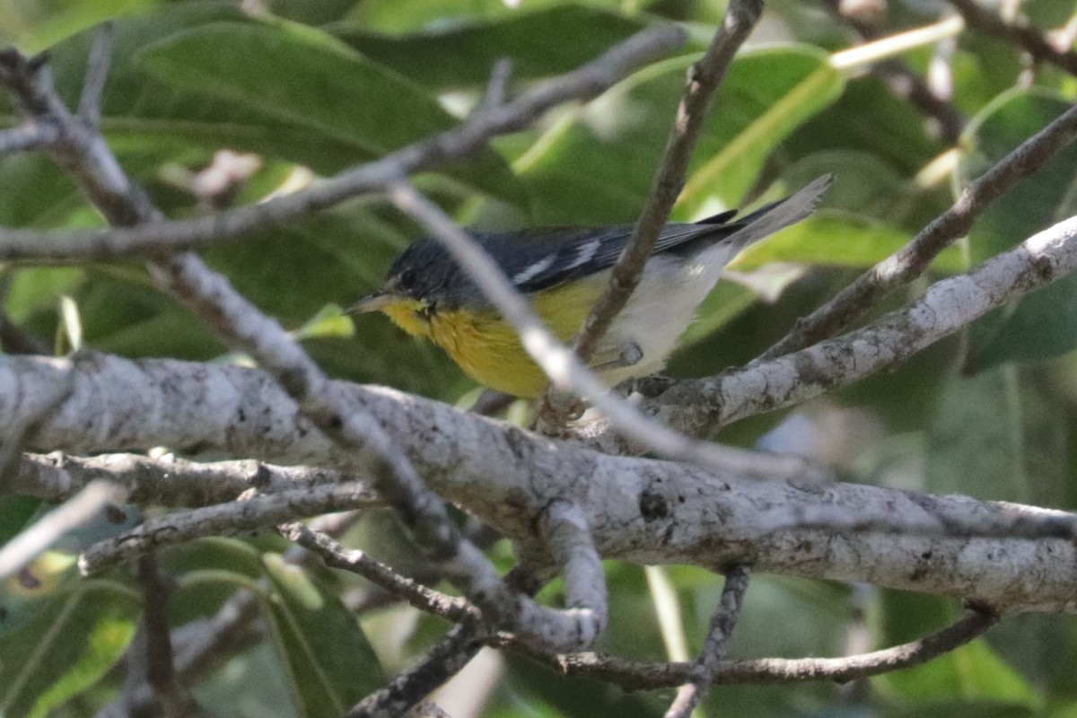 Tropical Parula - ML648845781