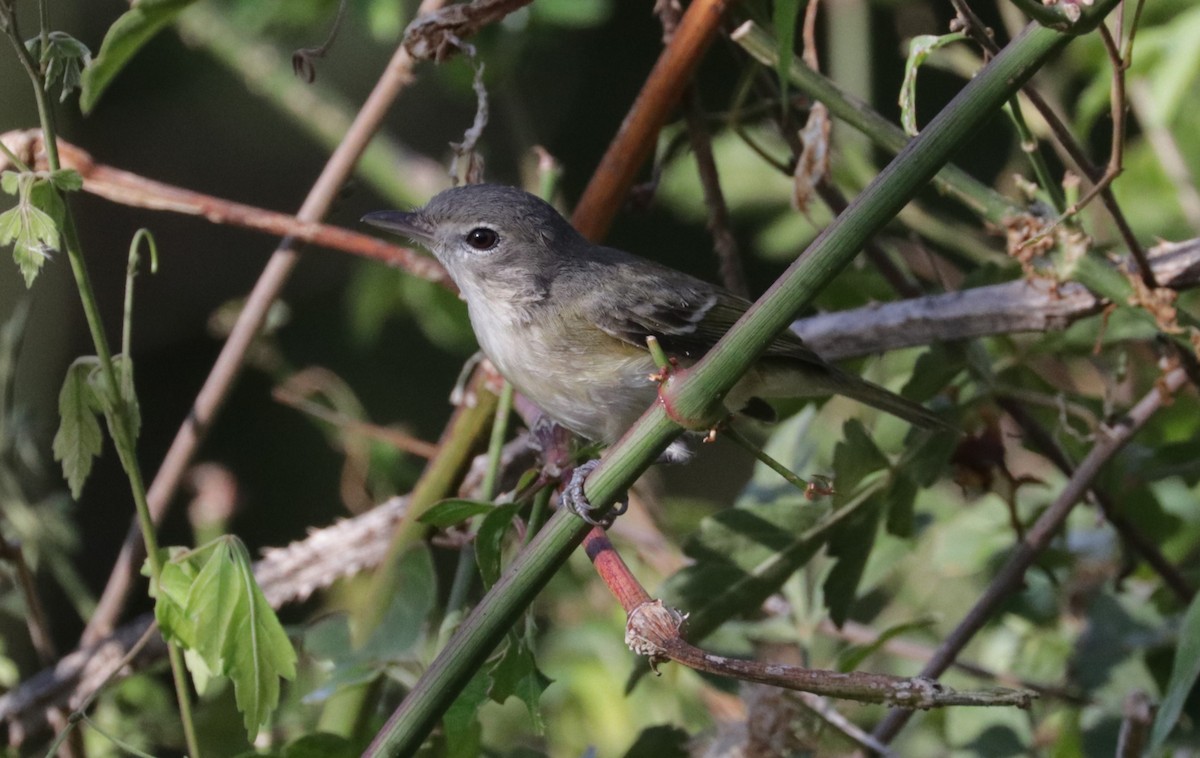Bell's Vireo - ML648845784