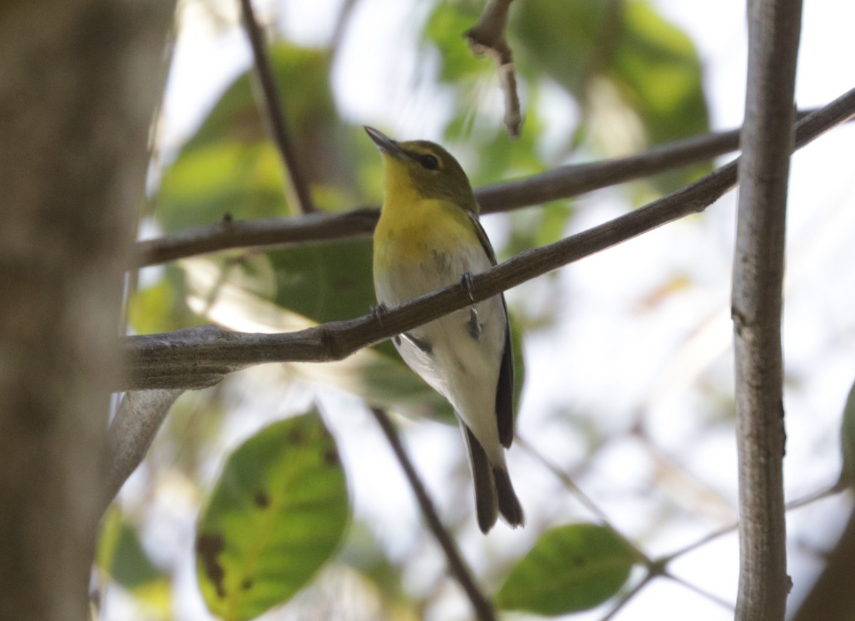Yellow-throated Vireo - ML648845785
