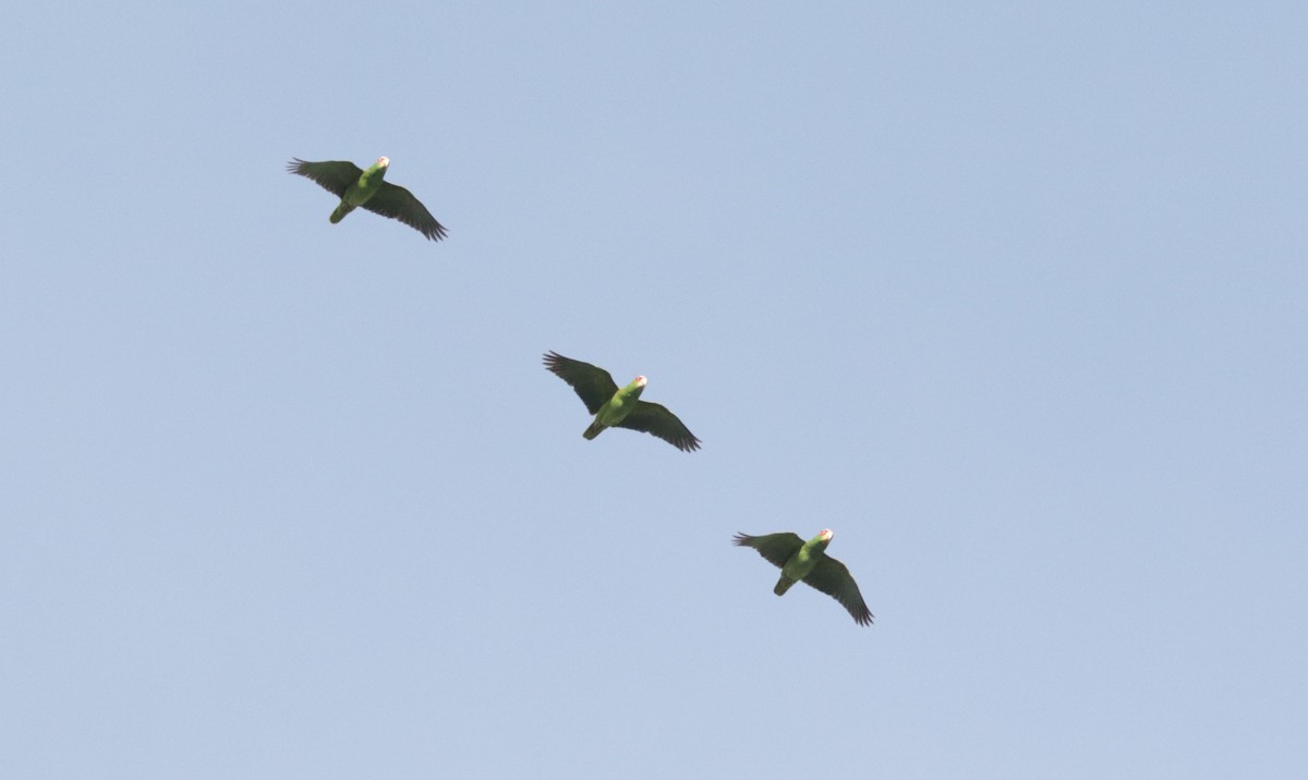 White-fronted Amazon - ML648845789