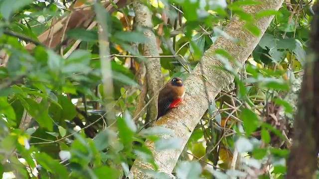 Trogón Enmascarado - ML648846049
